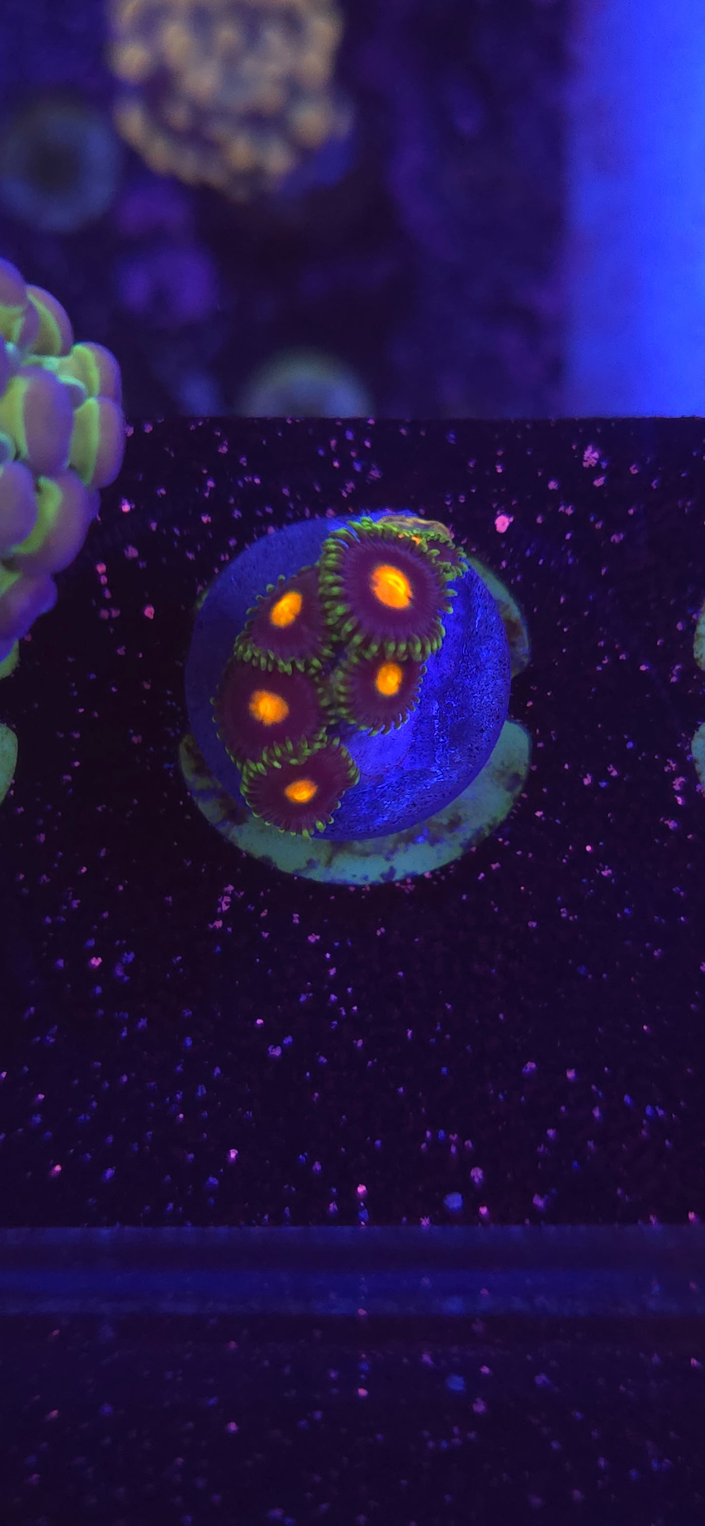 AC Gorilla Nipple WYSIWYG