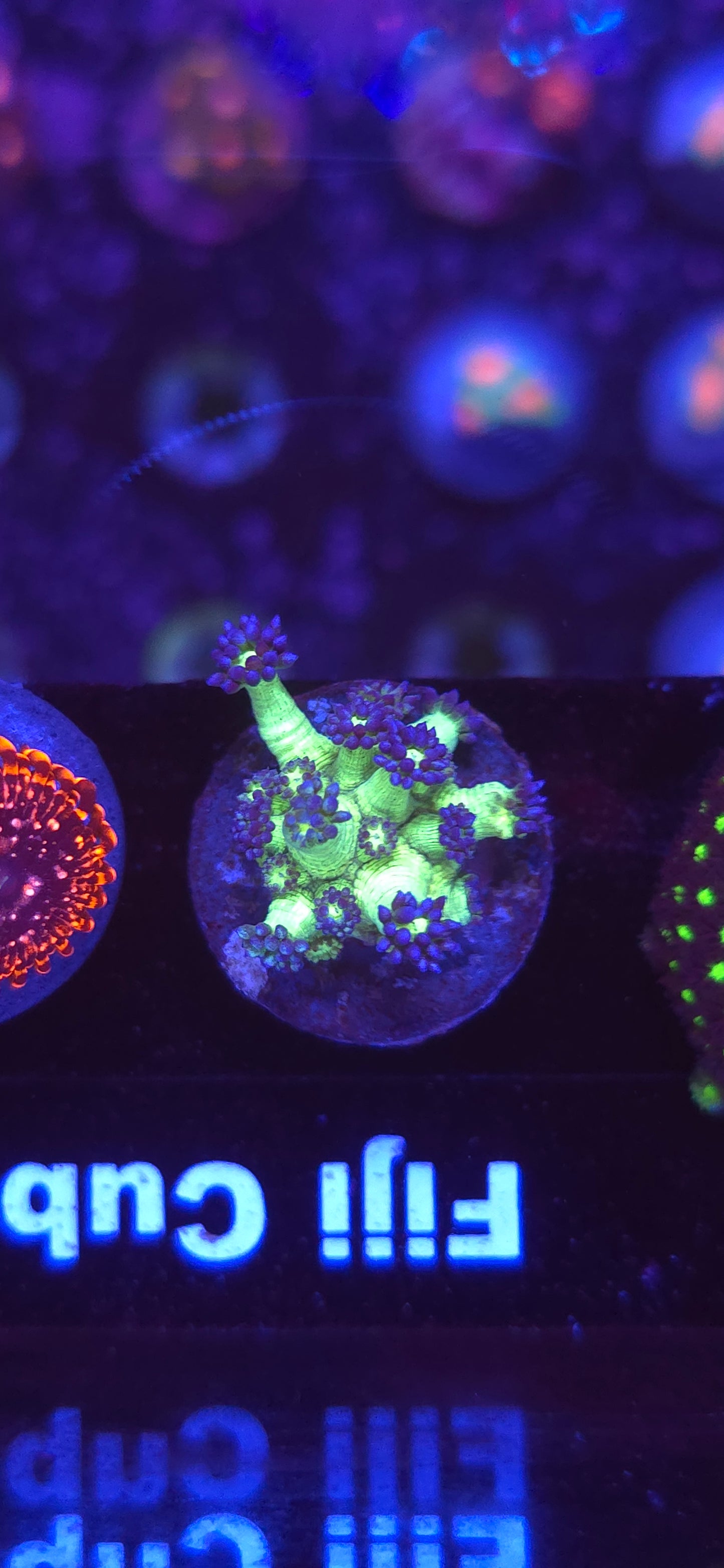 AC UC Space Glitter Goniopora #2 WYSIWYG