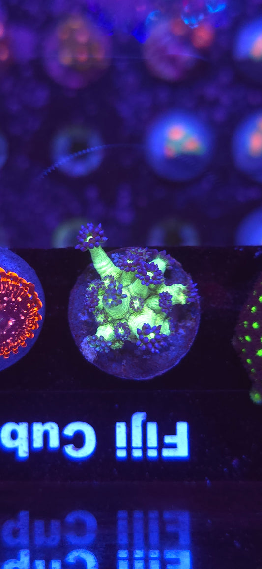 AC UC Space Glitter Goniopora #2 WYSIWYG