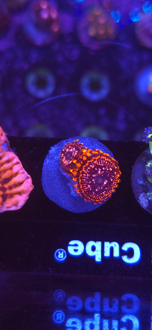 AC Utter Chaos Zoa #3 WYSIWYG