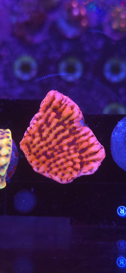 AC Slowburn Montipora WYSIWYG