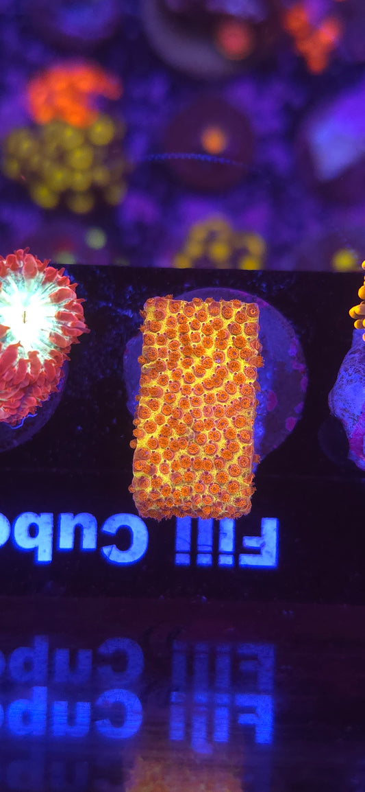 AC JF Burning Banana Stylocoeniella #2 WYSIWYG