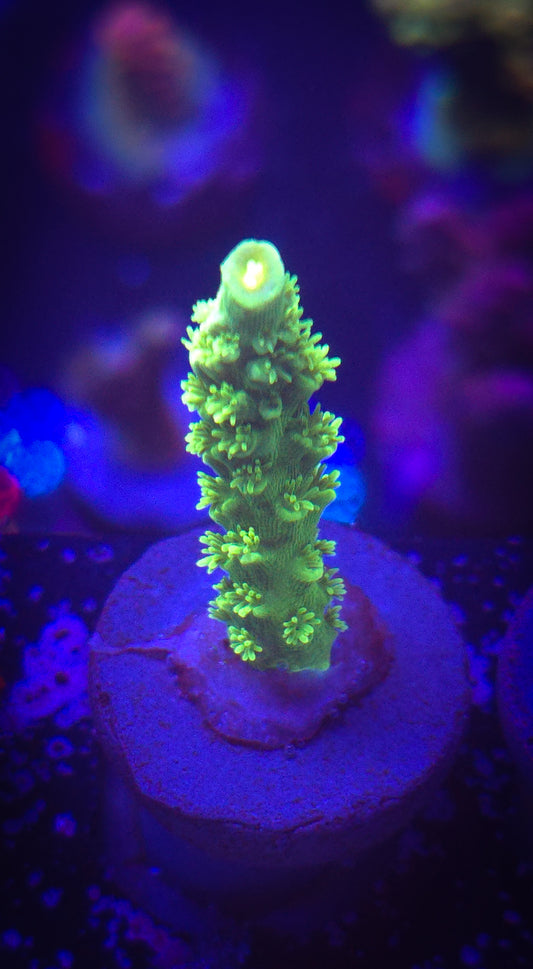AC Highlighter Acropora WYSIWYG