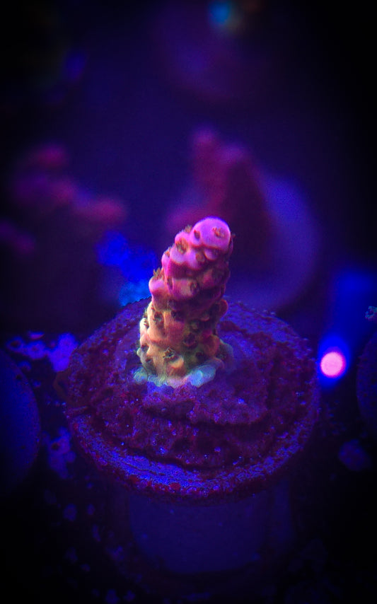 AC PC Rainbow Acro #2 WYSIWYG