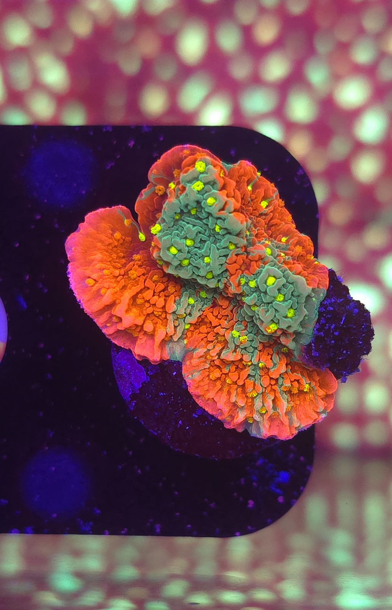 AC Grafted Sunfire Montipora #3 WYSIWYG