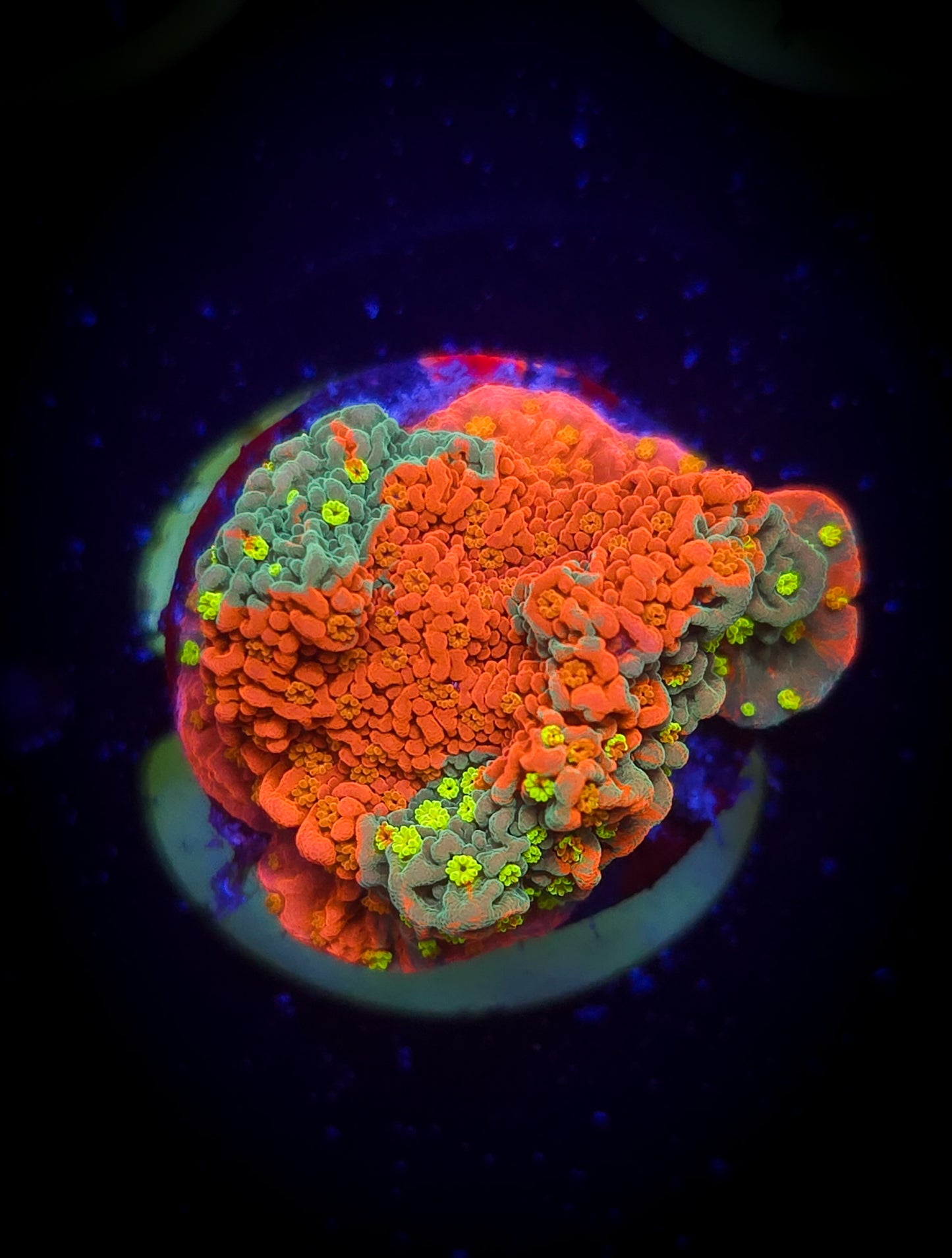 AC Grafted Sunfire Montipora WYSIWYG