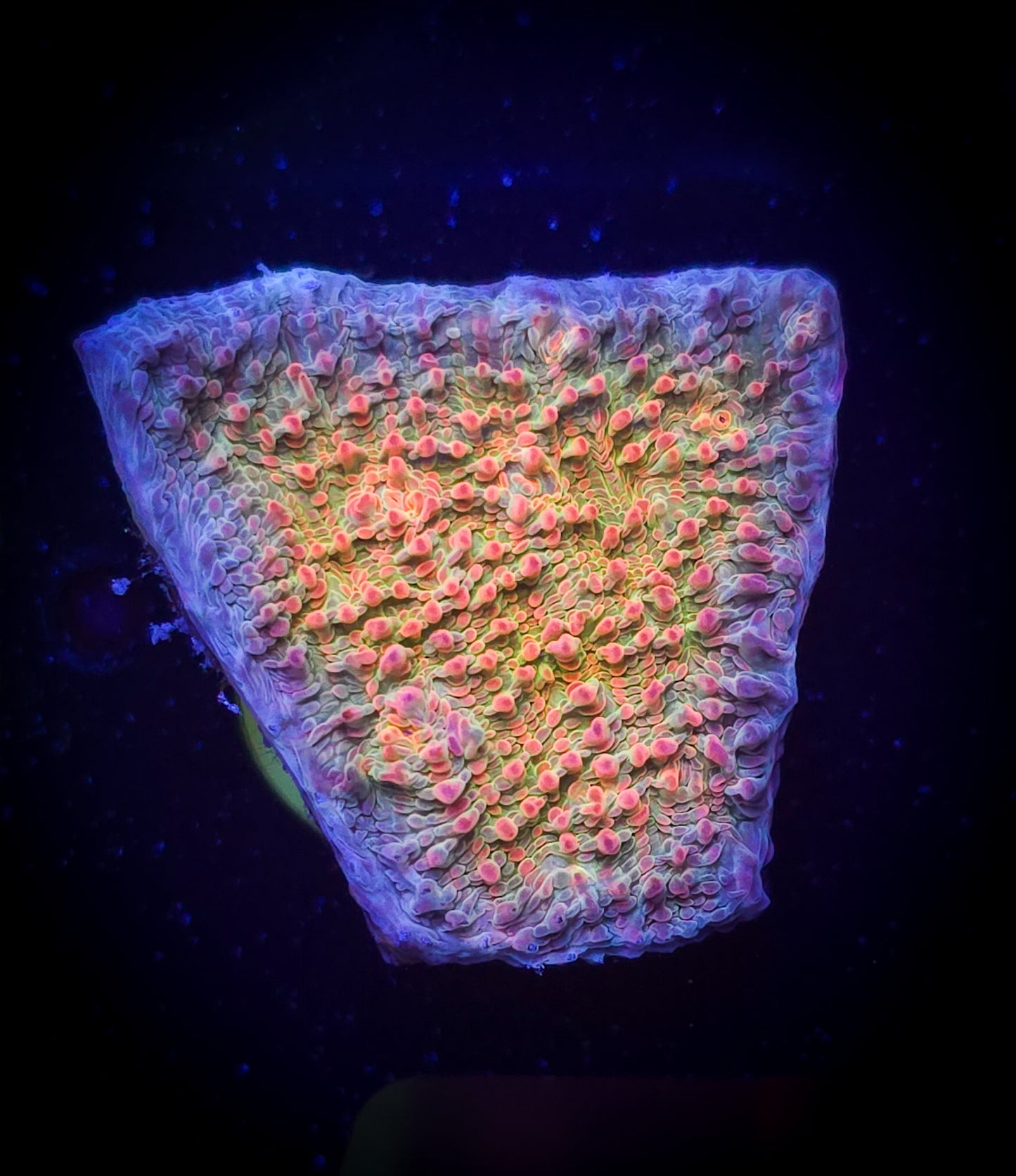 AC Dragonfruit Chalice WYSIWYG