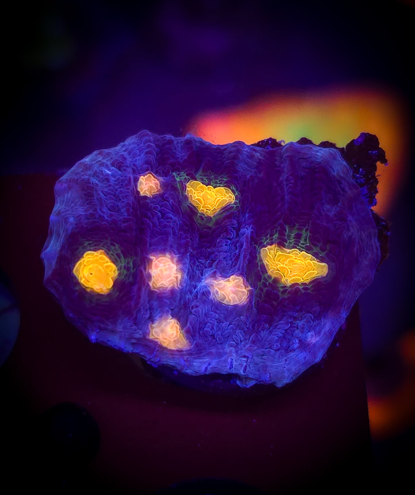 AC Reverse Rampage Chalice WYSIWYG