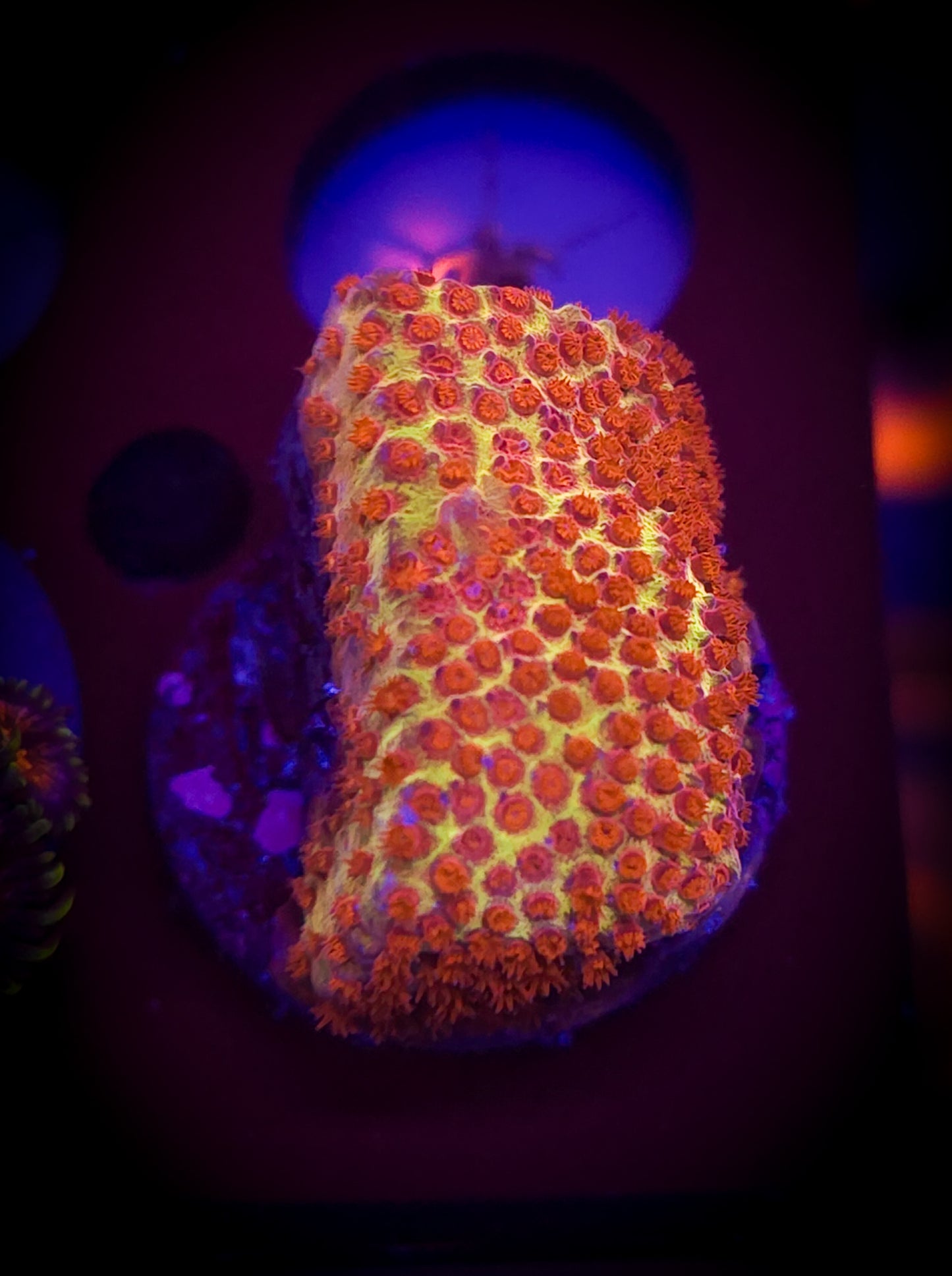 AC Burning Banana Stylocoeniella WYSIWYG