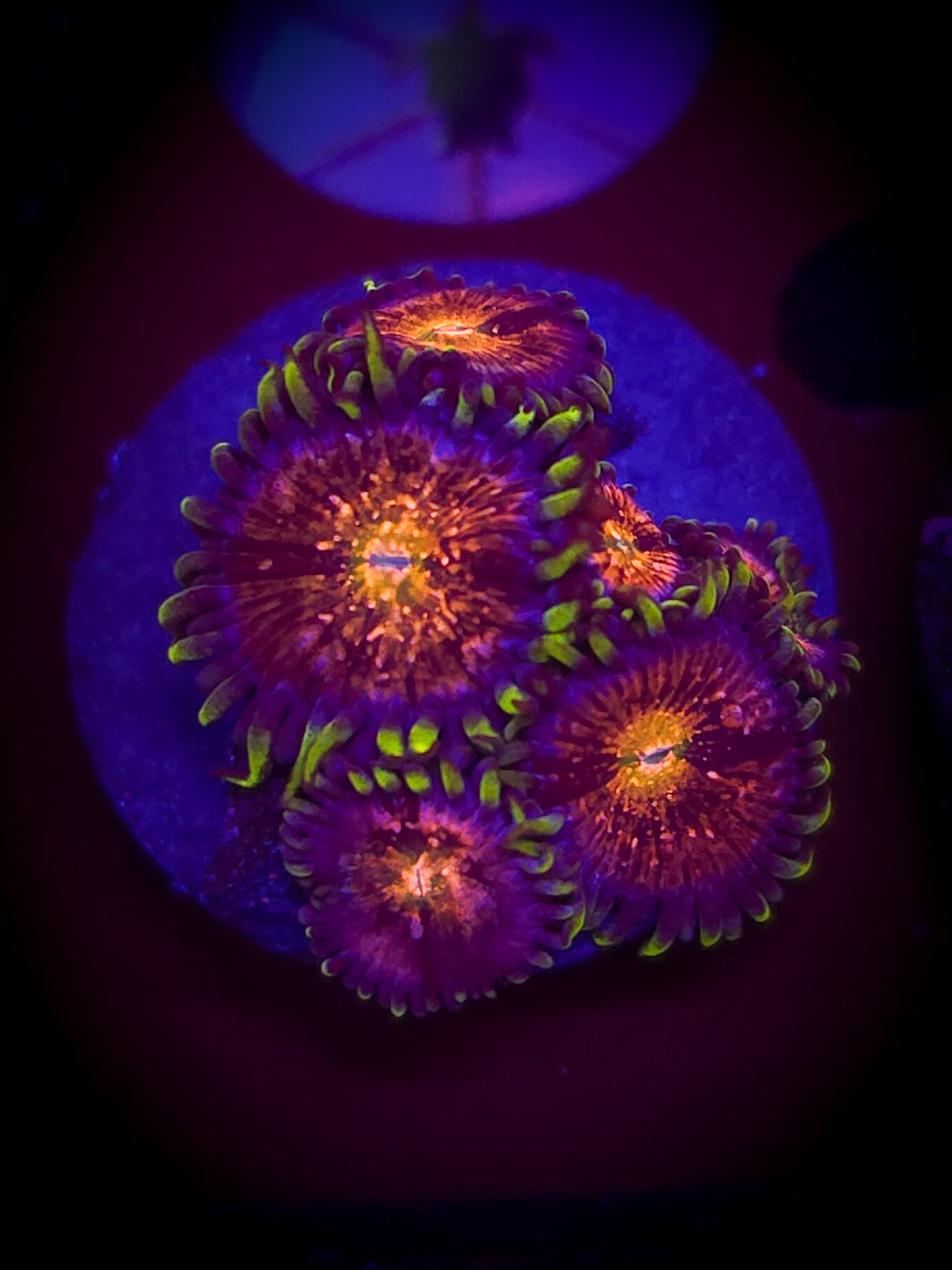 AC Nirvana Zoa WYSIWYG