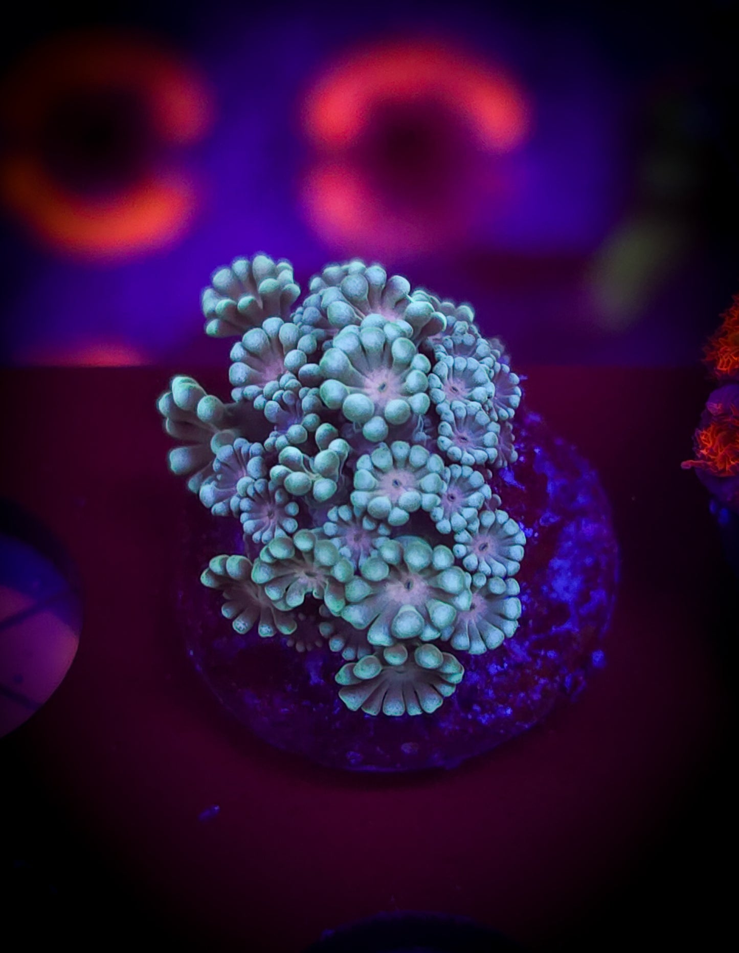 AC Green Daisy Goniopora WYSIWYG