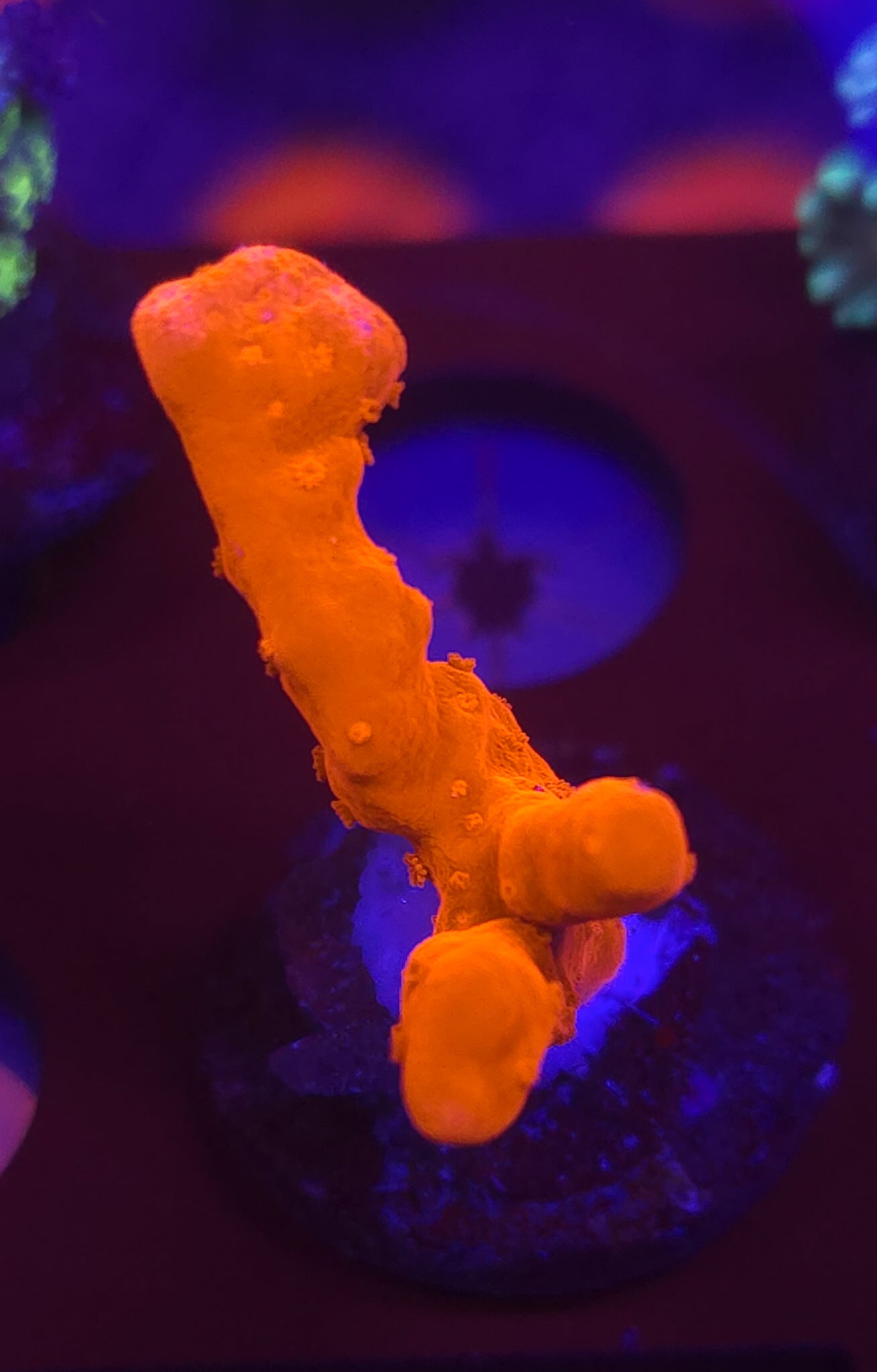 AC Red Setosa WYSIWYG