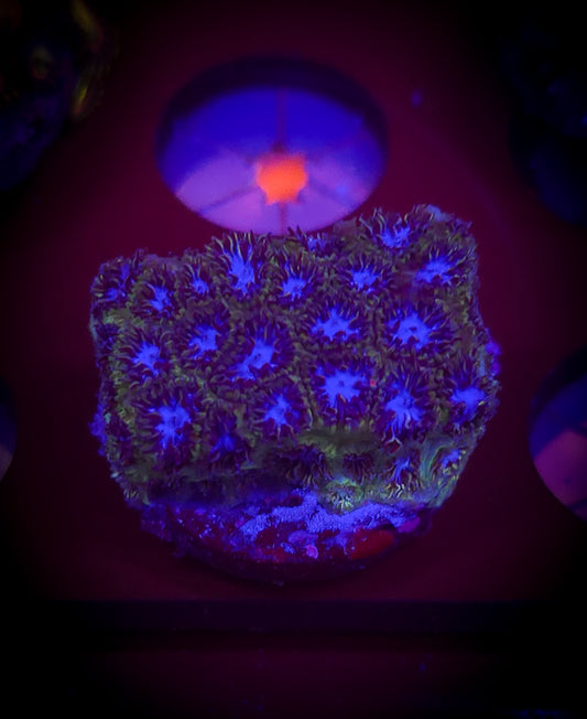 AC Blue Leptastrea WYSIWYG