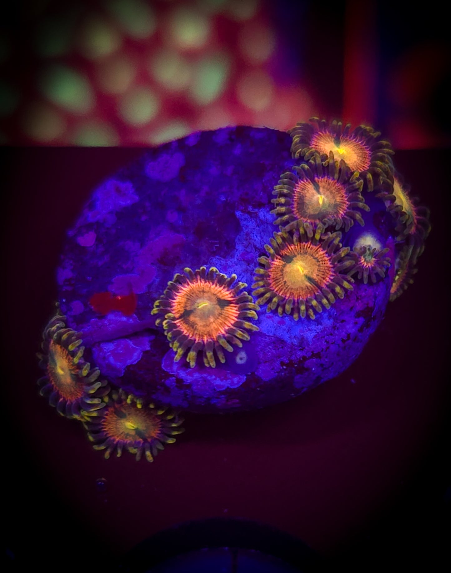 AC Kraken Zoa WYSIWYG