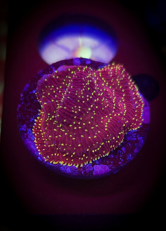 AC Freak Hair Pavona WYSIWYG