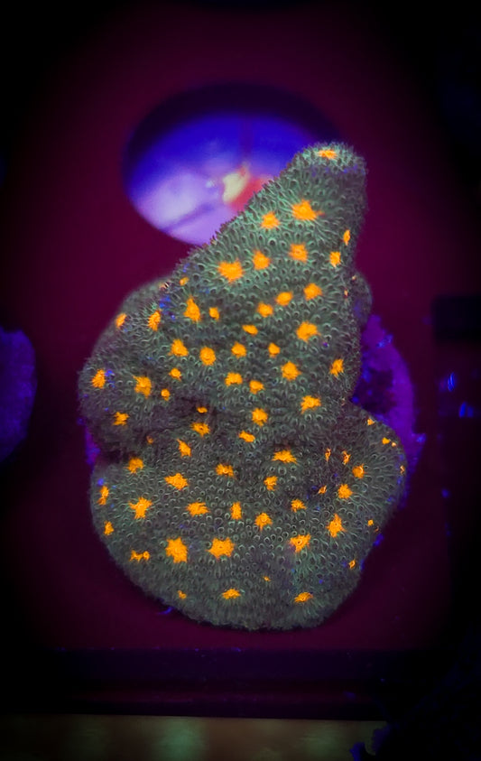 AC John Deere Porites WYSIWYG