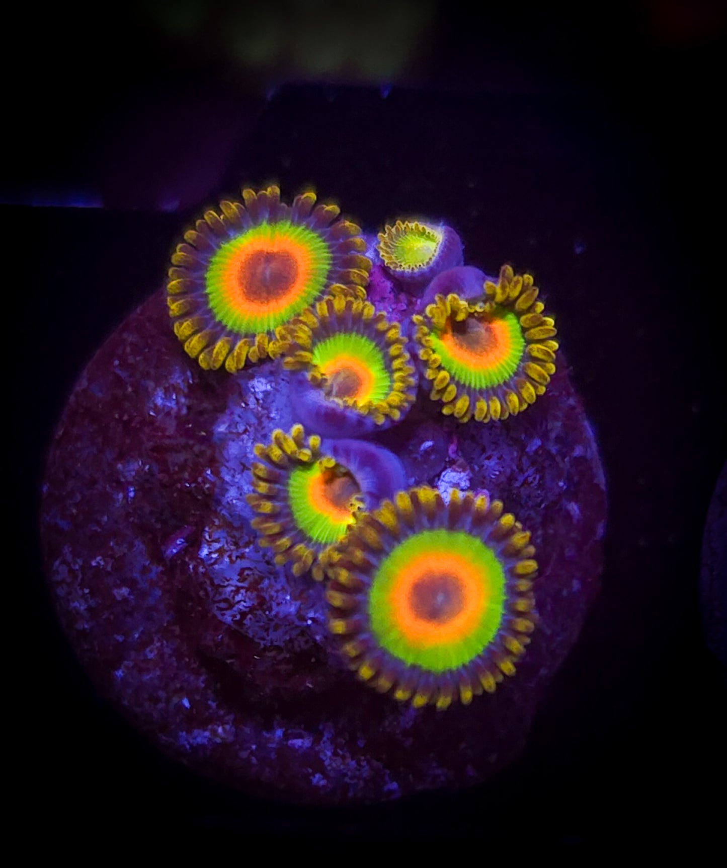 AC Rasta Zoa WYSIWYG