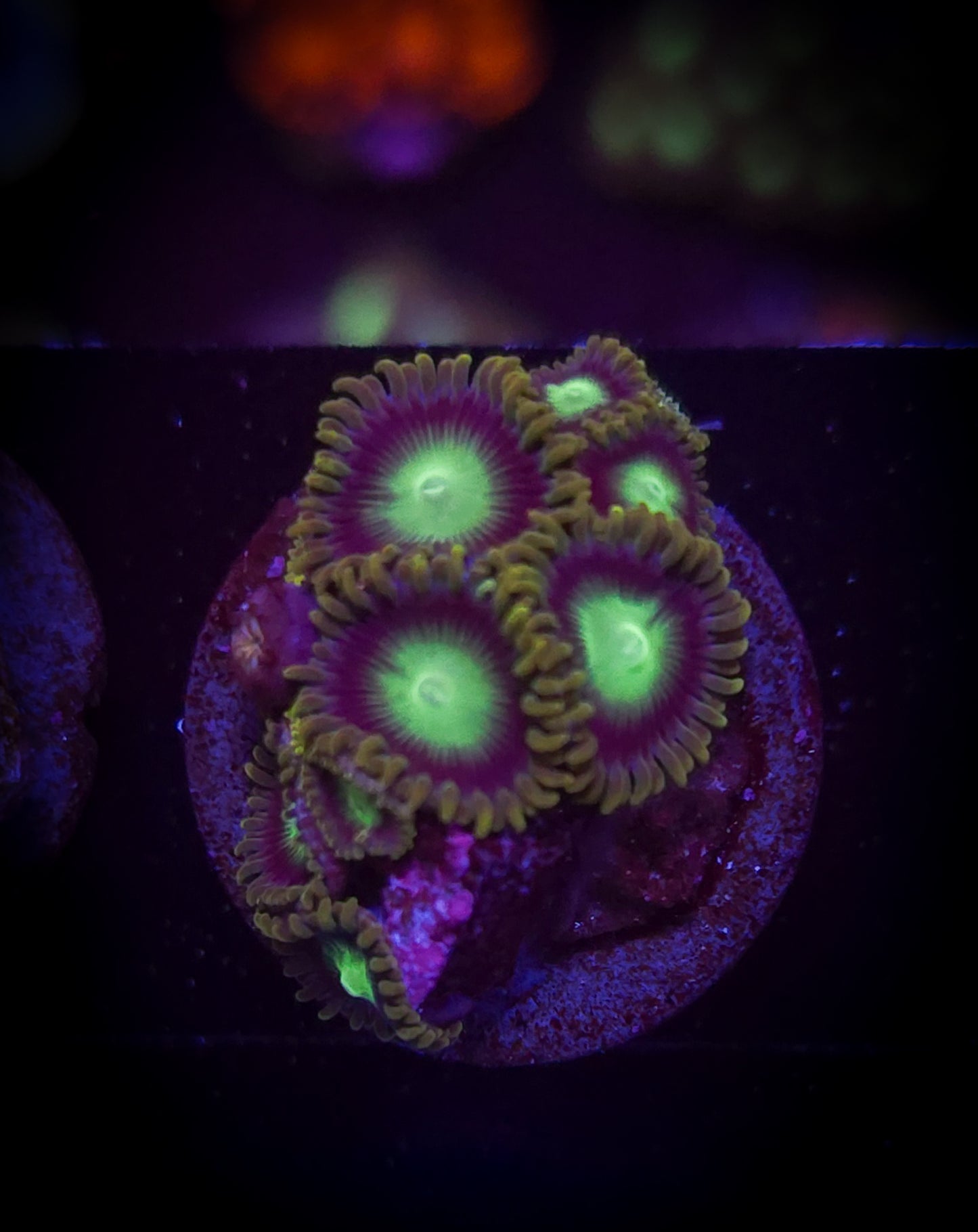 AC Dragoneye Zoa WYSIWYG