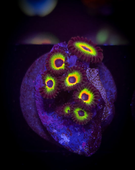 AC Bob Marley Zoa WYSIWYG