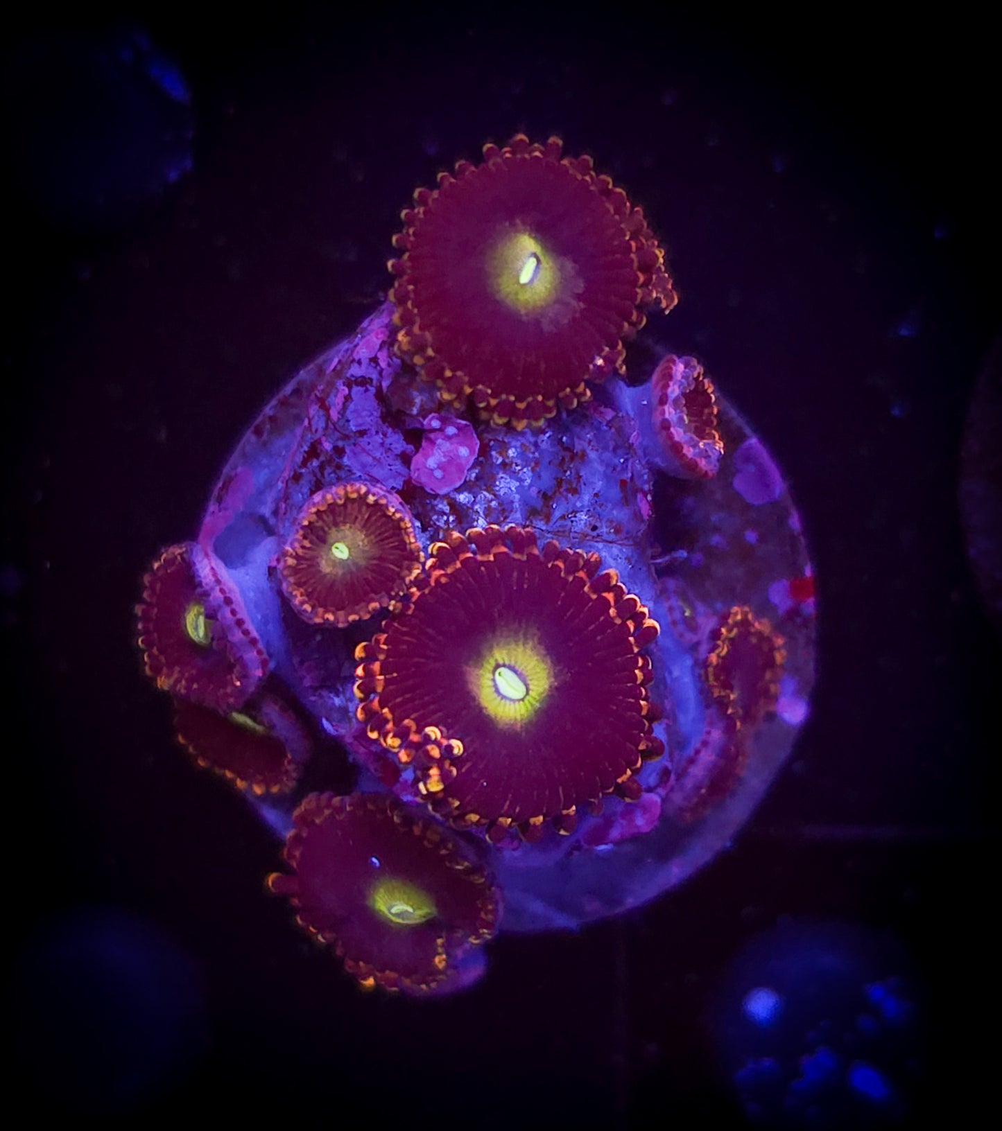 AC Bozo Birthday Zoa WYSIWYG