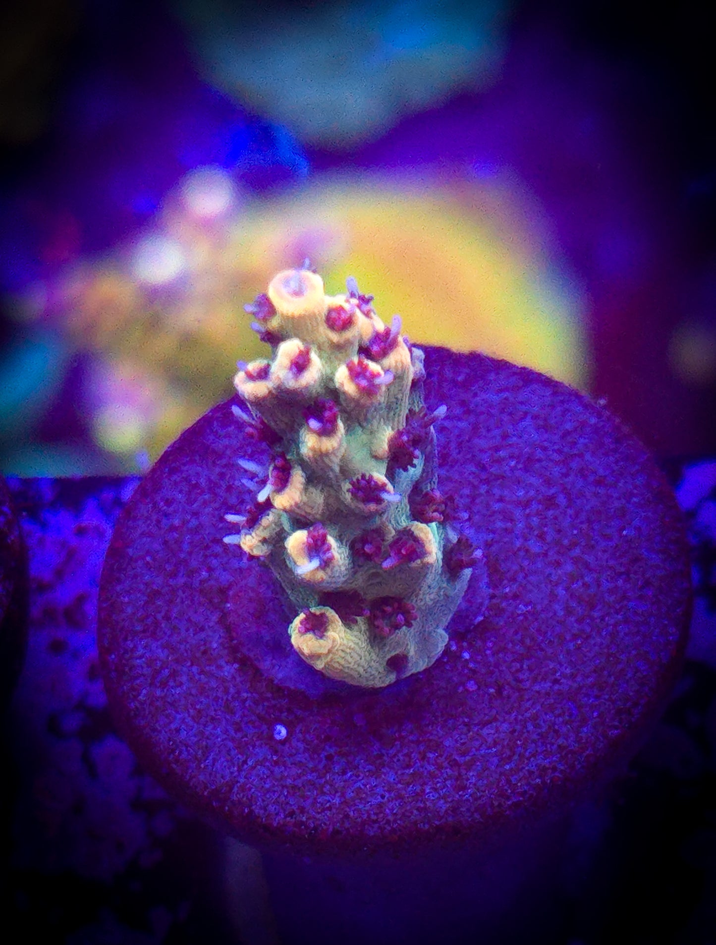 AC Tyree Pink Lemonade Acro WYSIWYG