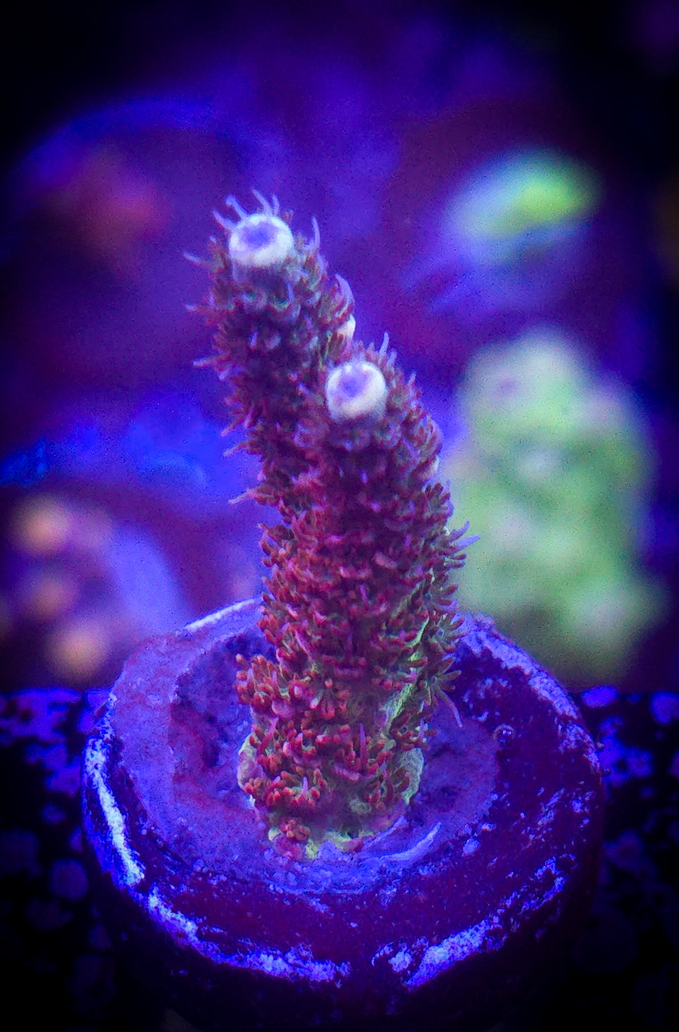 AC Limit Breaker Acro WYSIWYG