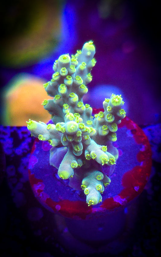 AC BC Dragonfly Acro WYSIWYG