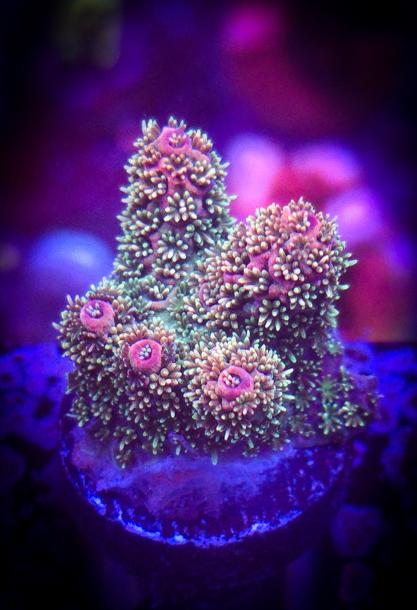 AC GB Raspberry Mint Acro WYSIWYG