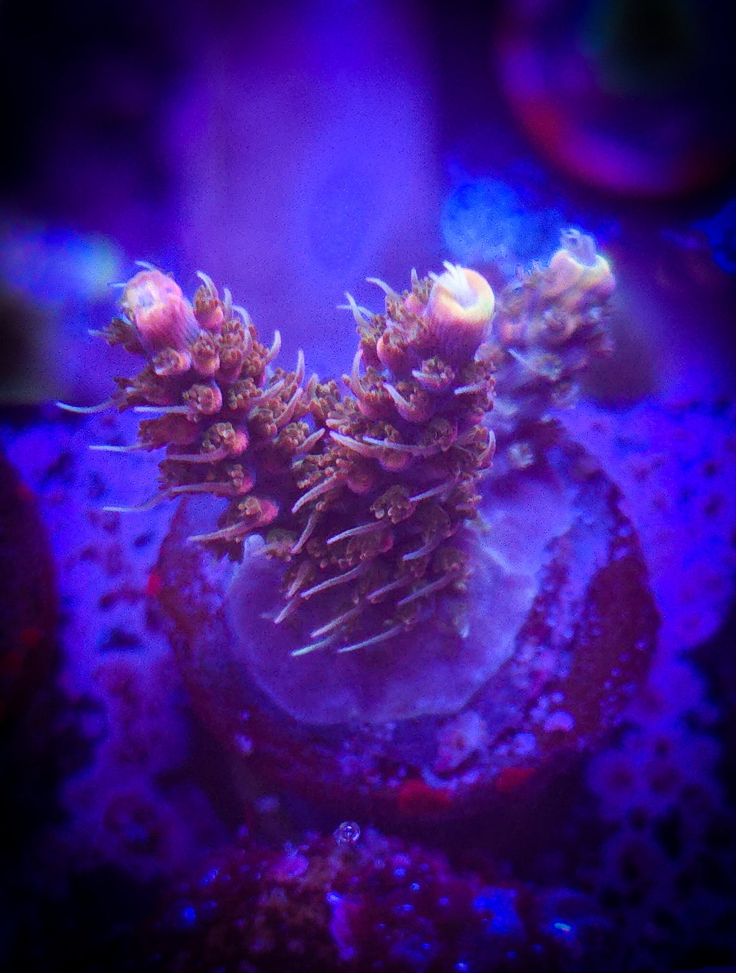 AC POTO Dino Fury Acro WYSIWYG