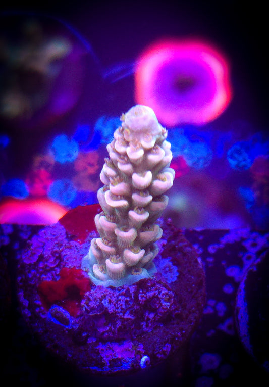 AC AC Unicorn Acro WYSIWYG