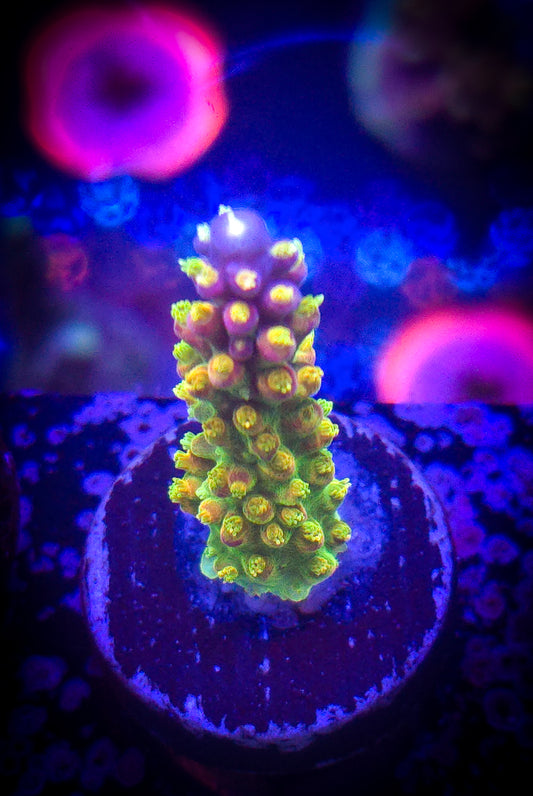 AC Rt.66 Mayan Sun Acro WYSIWYG