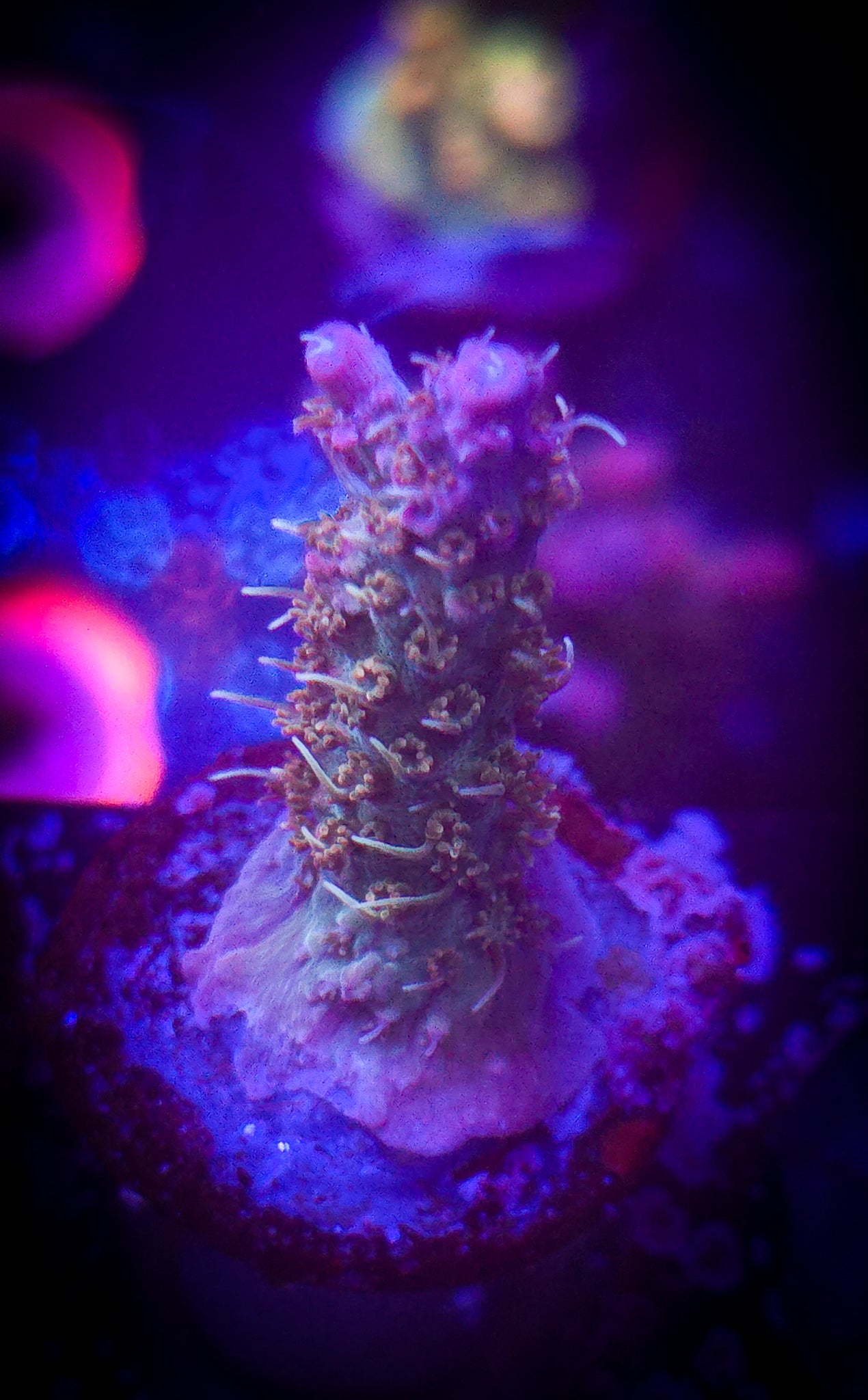 AC Applejacks Acro WYSIWYG