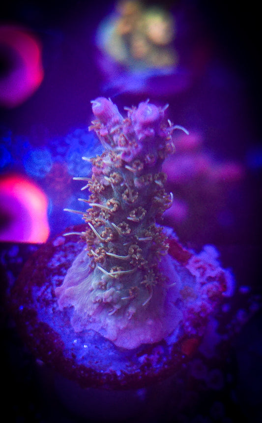 AC Applejacks Acro WYSIWYG