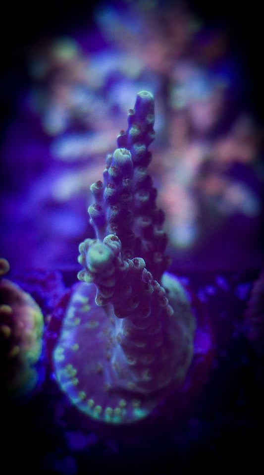 AC Invincible Acro WYSIWYG