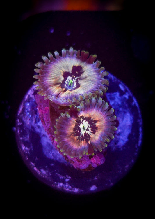 AC Hawaiian People Eater Zoa WYSIWYG