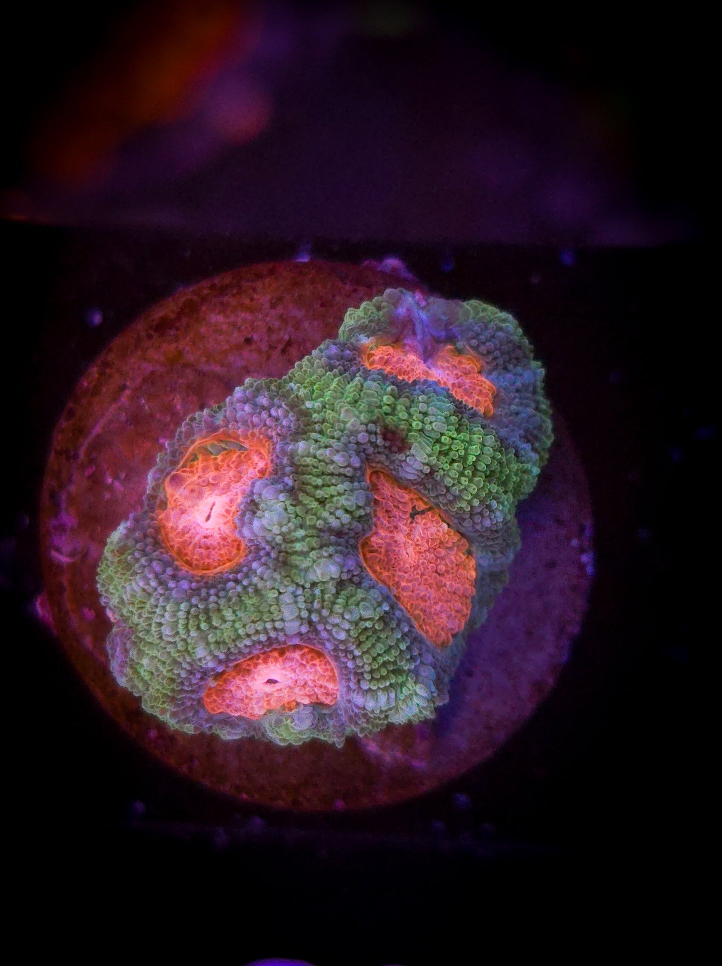 AC Pink Micromussa WYSIWYG