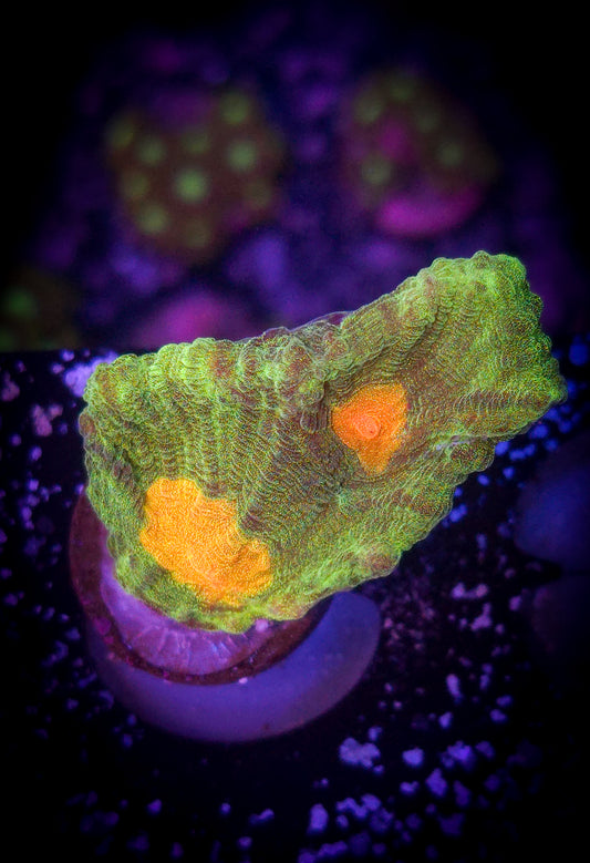 AC Space Invader Pectinia #2 WYSIWYG