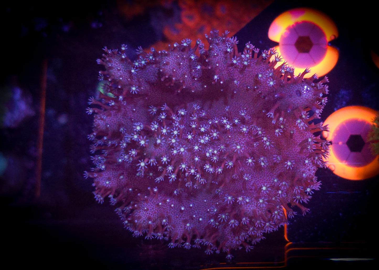 AC Devil's Hand Leather WYSIWYG