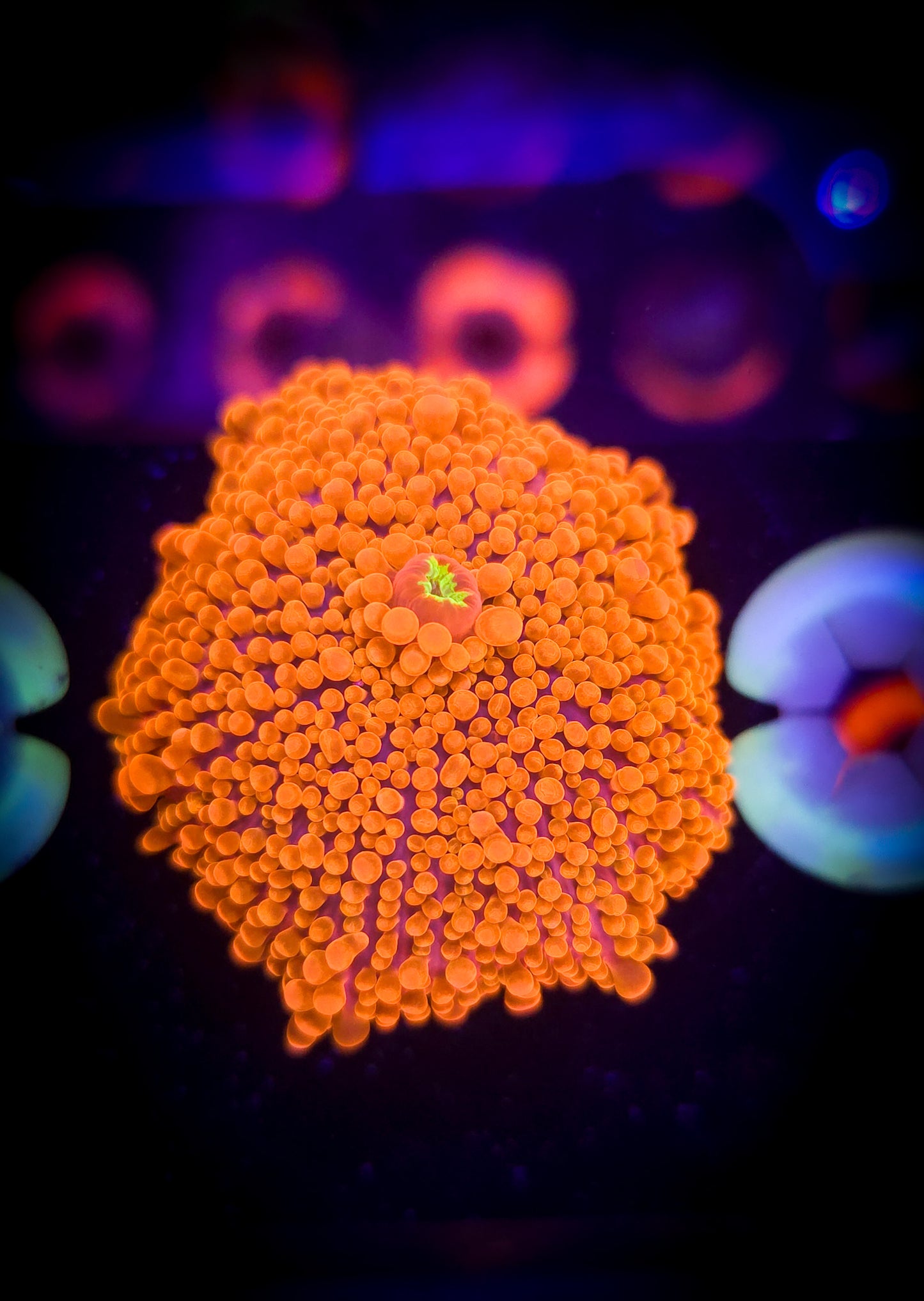 AC Super Orange Yuma WYSIWYG