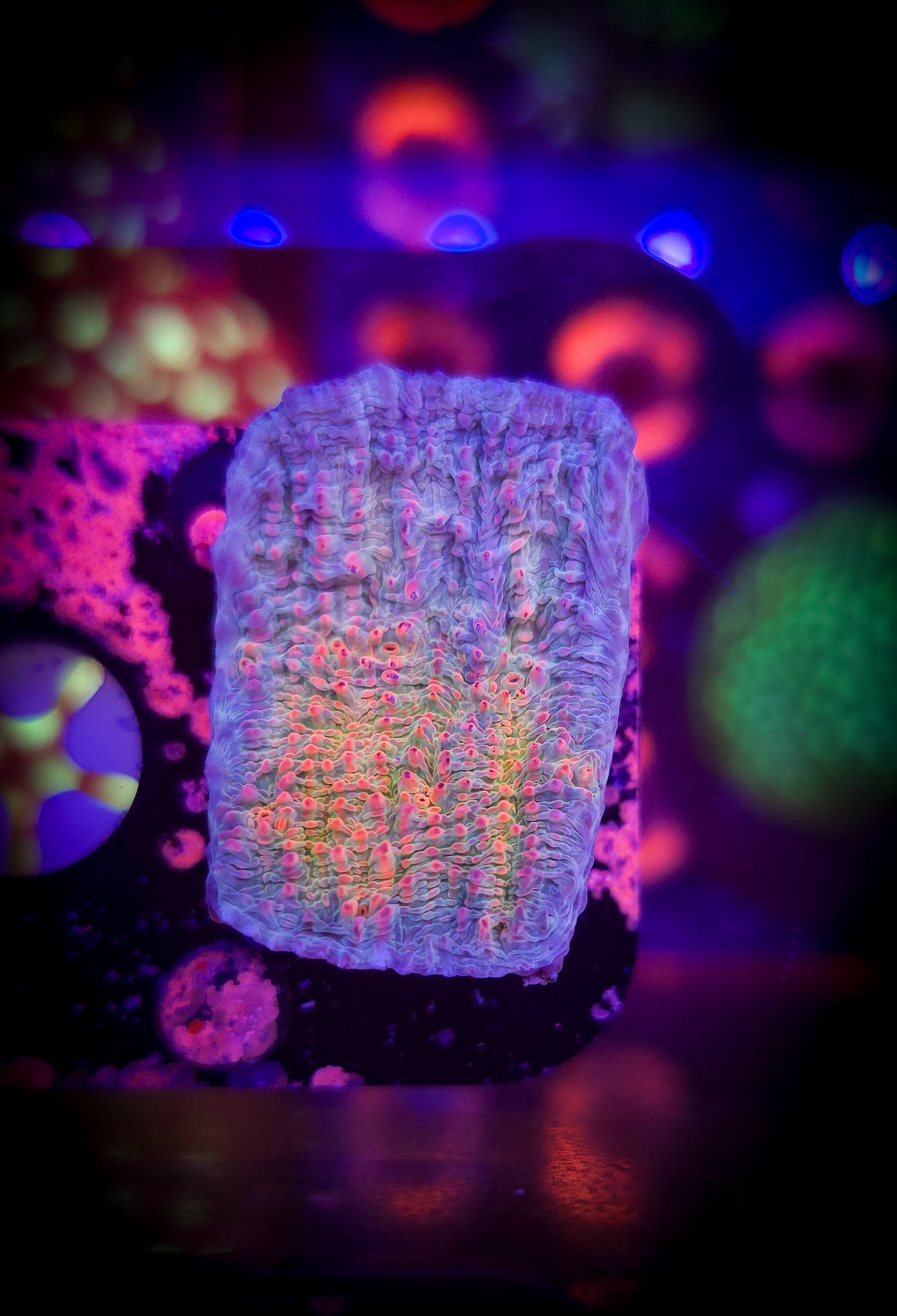 AC Dragonfruit Chalice #3 WYSIWYG