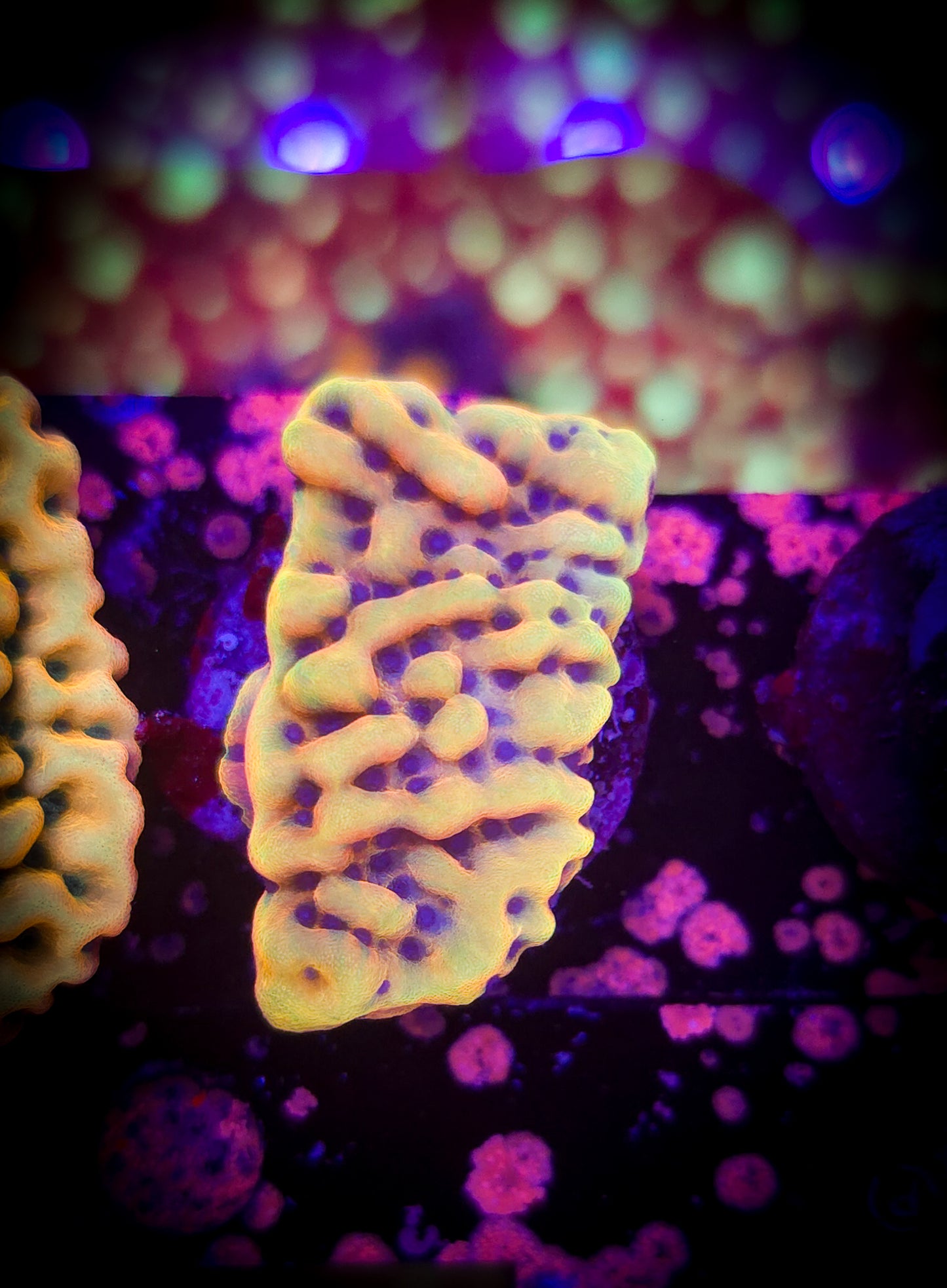 AC Crazy T Montipora #2 WYSIWYG