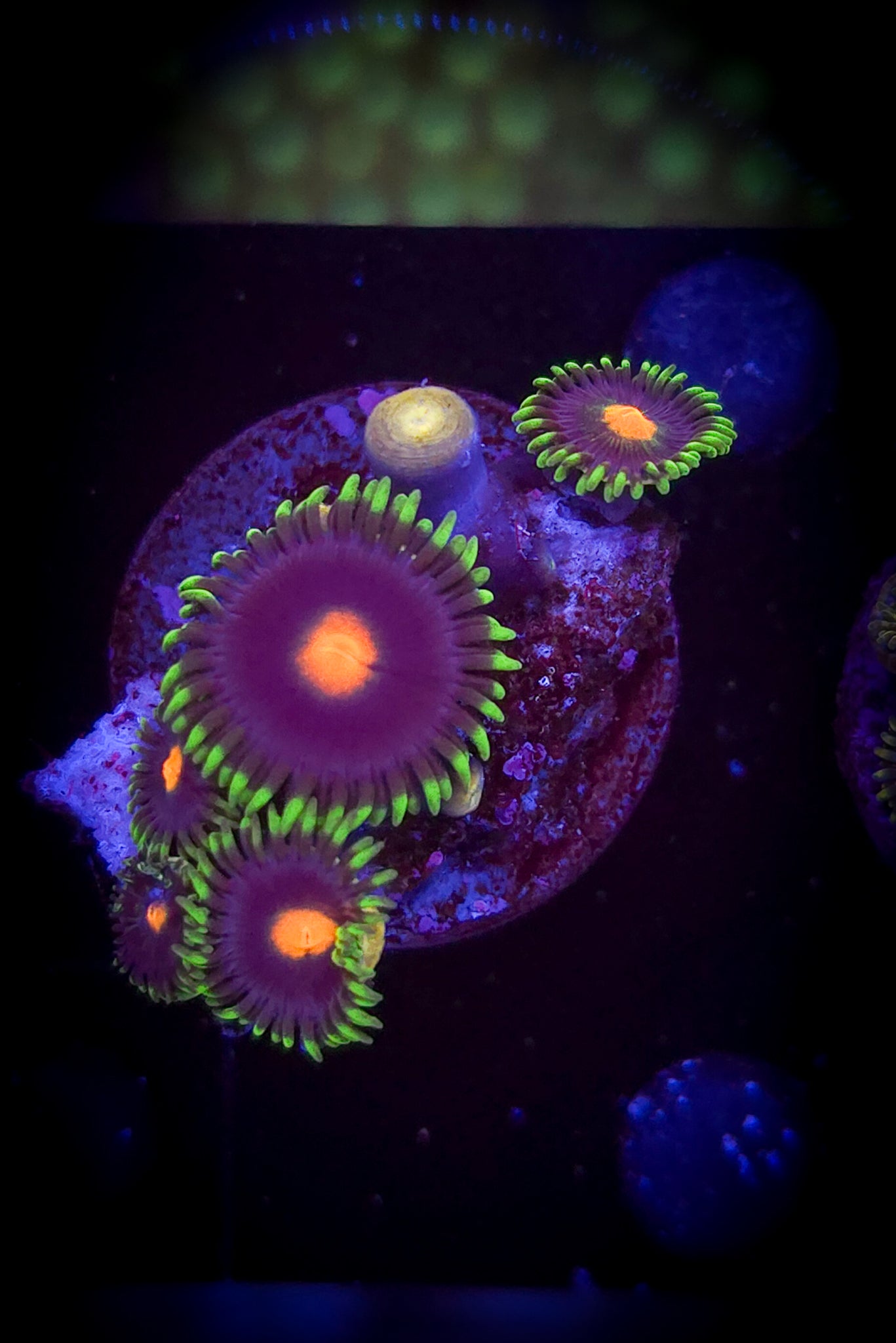 AC Gorilla Nipple #2 WYSIWYG