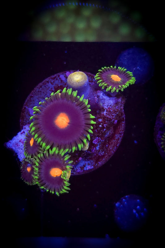 AC Gorilla Nipple #2 WYSIWYG