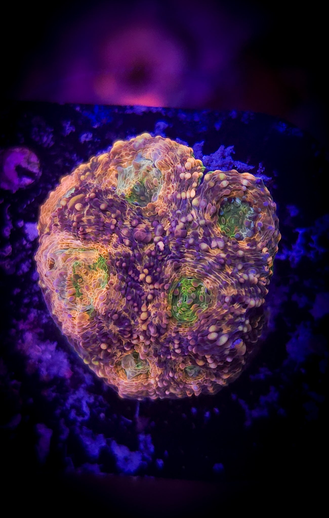 AC Acanthastrea Echinata WYSIWYG