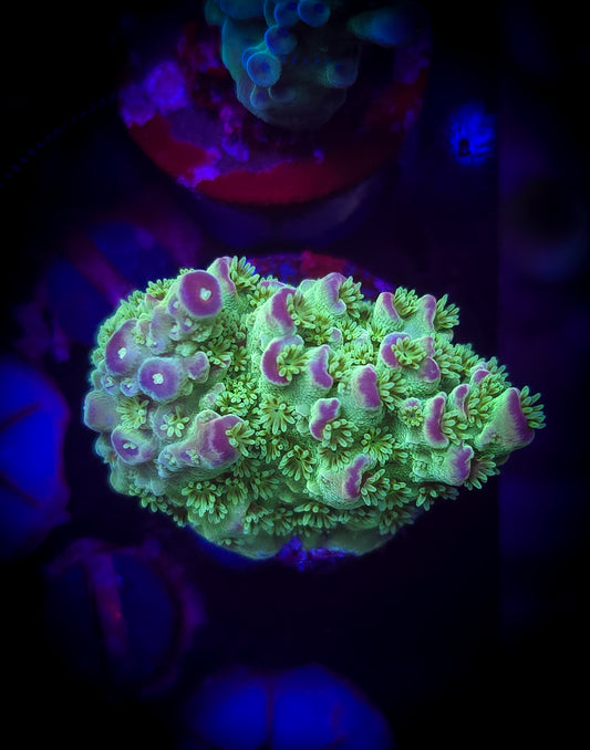 AC Av99 Orange Crush Acro #2 WYSIWYG