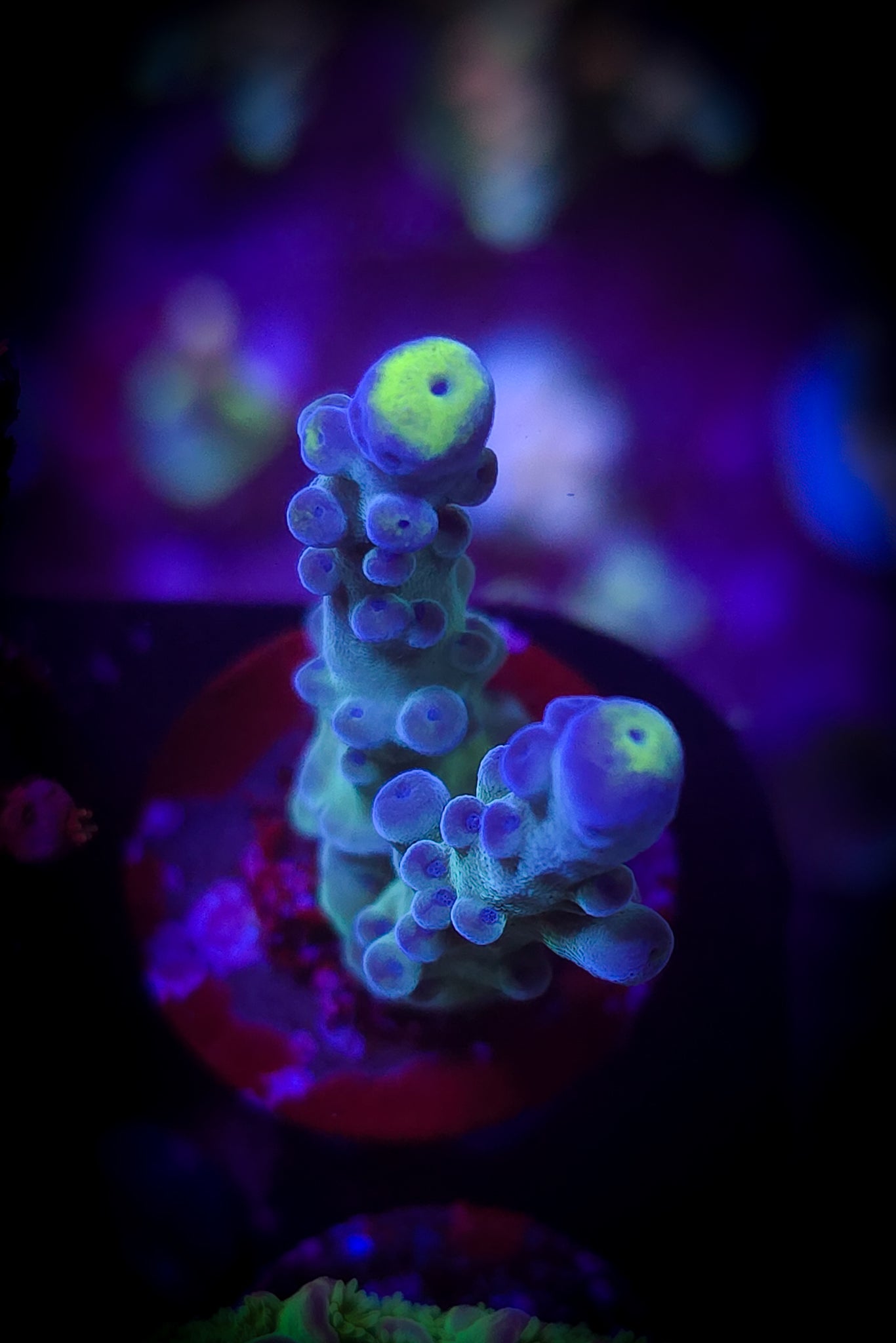 AC WWC Yellow Tip Acro WYSIWYG