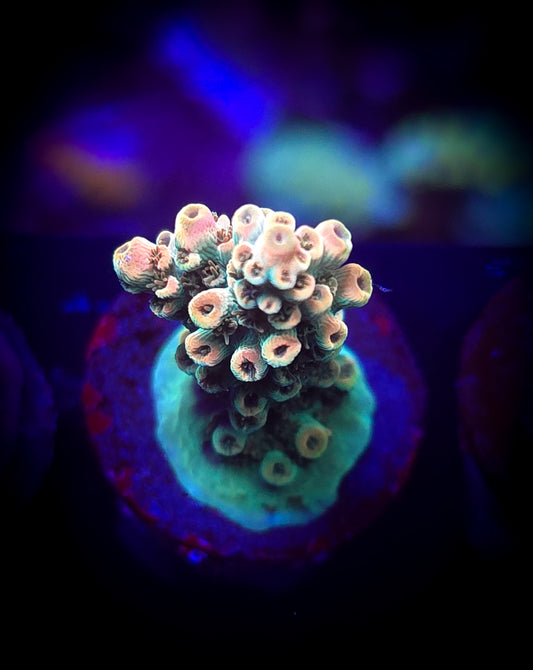 AC BC Aquatic Man Acro WYSIWYG