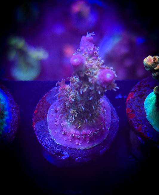 AC Applejacks Acro #2 WYSIWYG