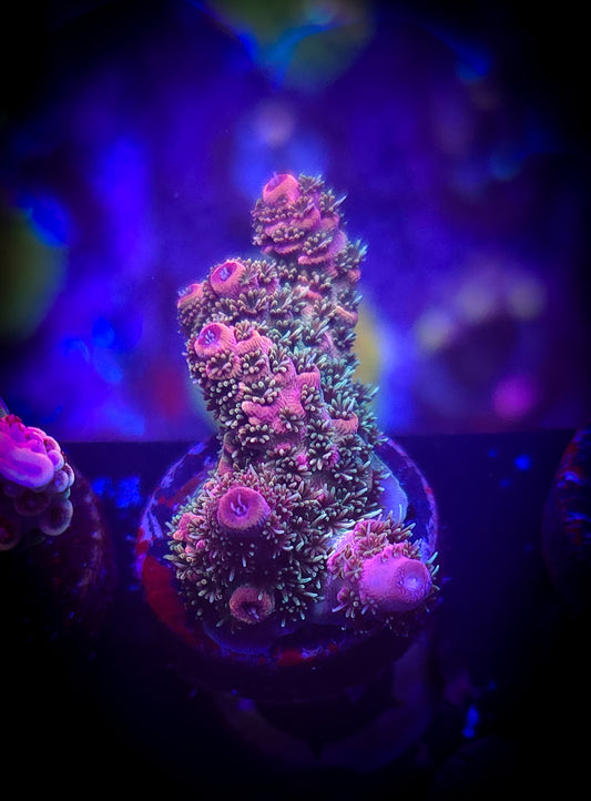 AC Man of Steel Acro WYSIWYG