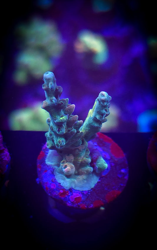 AC Brad B Draw Jopper WYSIWYG